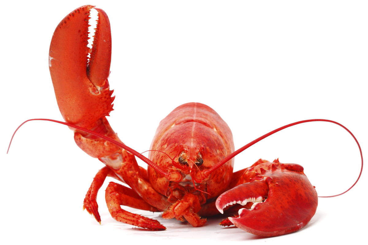 https://www.novimarinebrokers.com/public/storage/files/02/71/65/Lobster.jpg