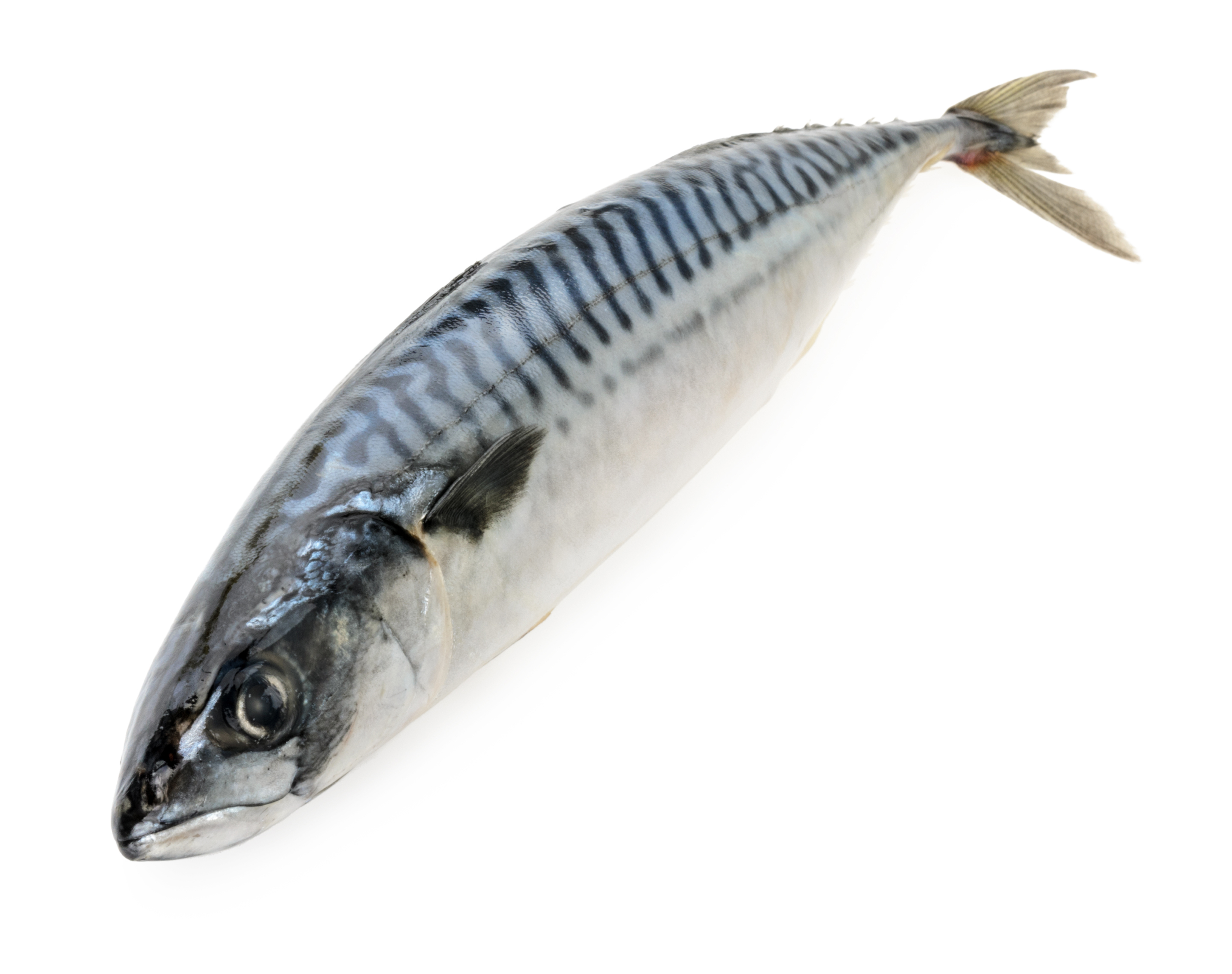 https://www.novimarinebrokers.com/storage/files/01/93/01/Mackerel.jpg
