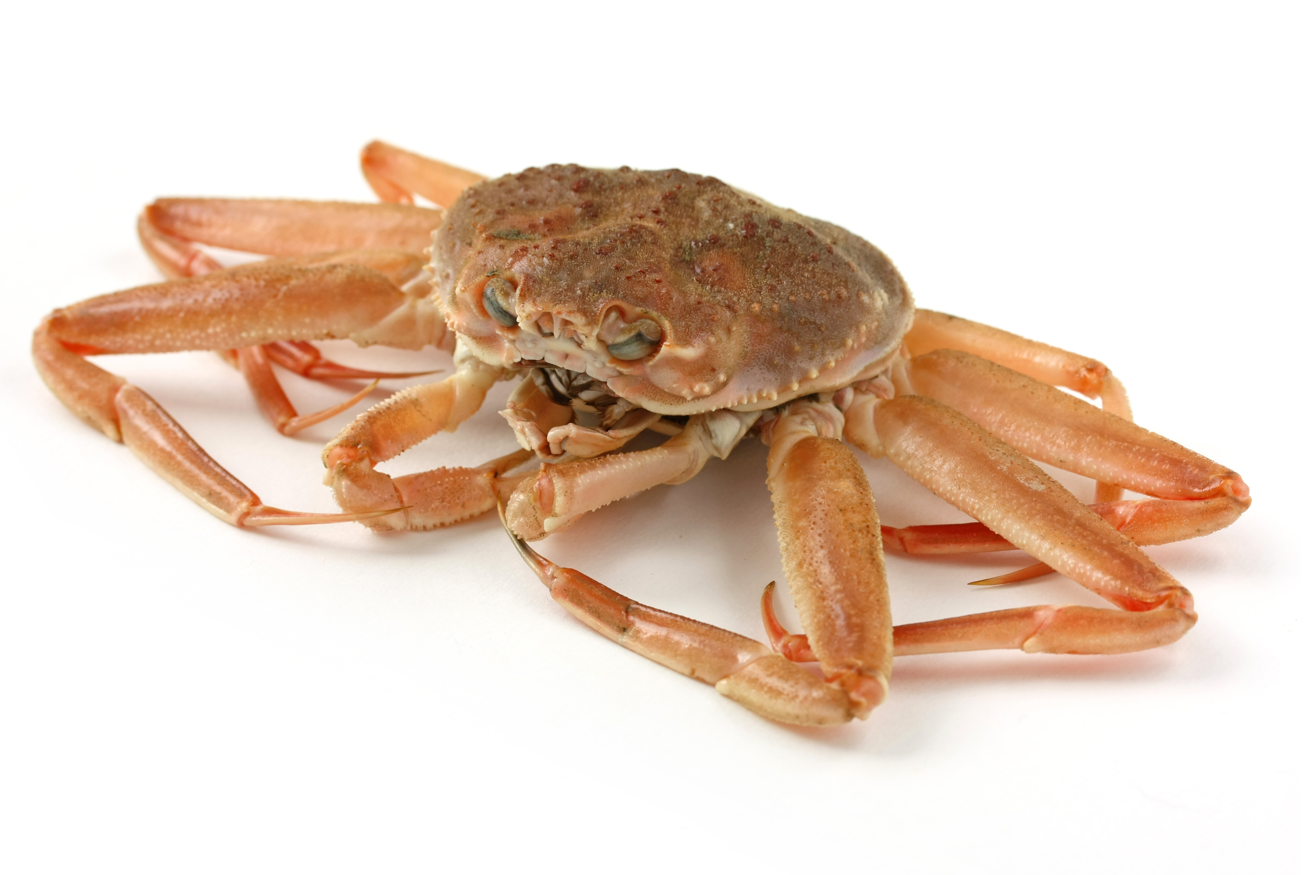 https://www.novimarinebrokers.com/storage/files/02/22/87/Crab.jpg