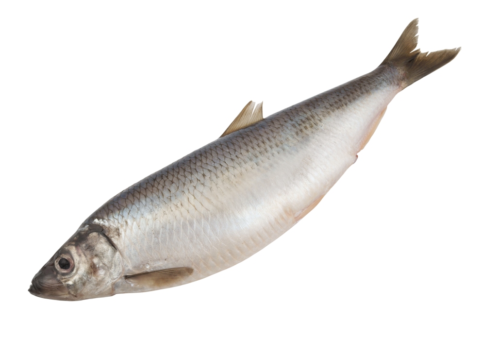 https://www.novimarinebrokers.com/storage/files/02/72/45/Herring.jpg